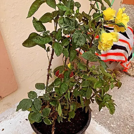 μεζονέτα στους αγίους δέκα κέρκυρας Agioi Deka (Corfu)