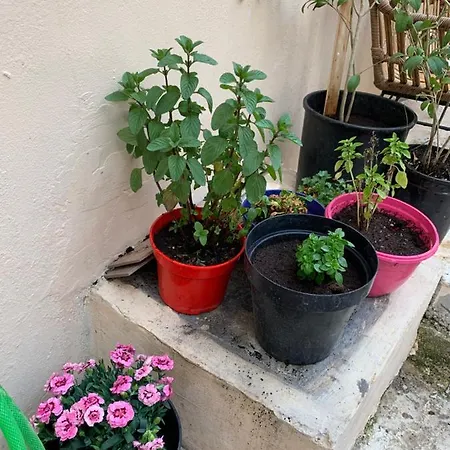 μεζονέτα στους αγίους δέκα κέρκυρας *